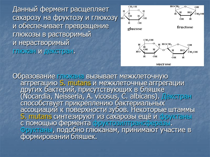 Данный фермент расщепляет  сахарозу на фруктозу и глюкозу  и обеспечивает превращение 